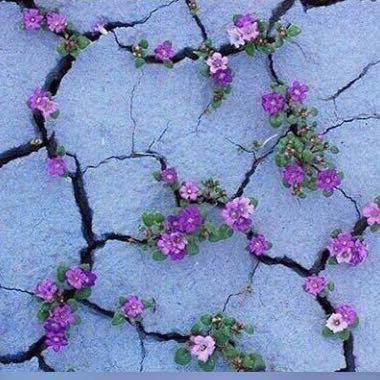 #رساله_حب:سوف ينبت الله مكان الجرح زهرآ 💜
#بعد_منتصف_الليل
#سناب
#مشاهير_الفلس