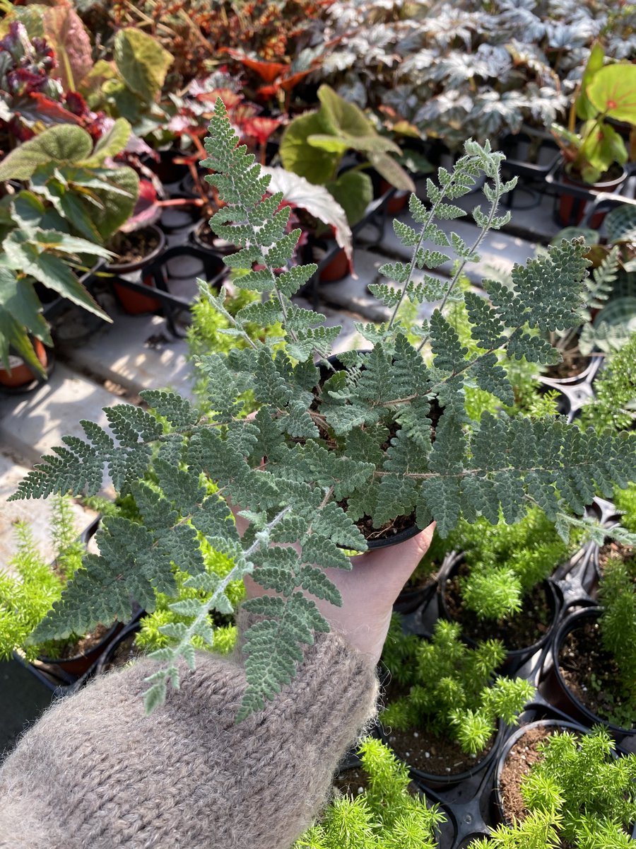 라노사 고사리 생각보다 더 매력적인게 ....... 부들부들한 재질인게 신기하다!!!! 실버레이스랑 비슷한 재질일거같은데? 부들부들 하늘하늘함 .... 살까말까? 고민중 ......