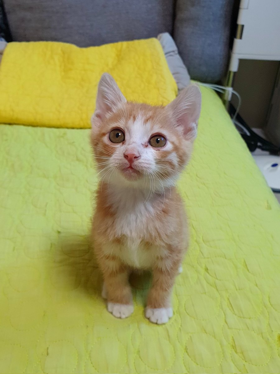 캣가을 2주 동안 쫌 컸나

#고양이 #고양이는사랑입니다 #사지말고_입양하세요 #사지말고입양하세요