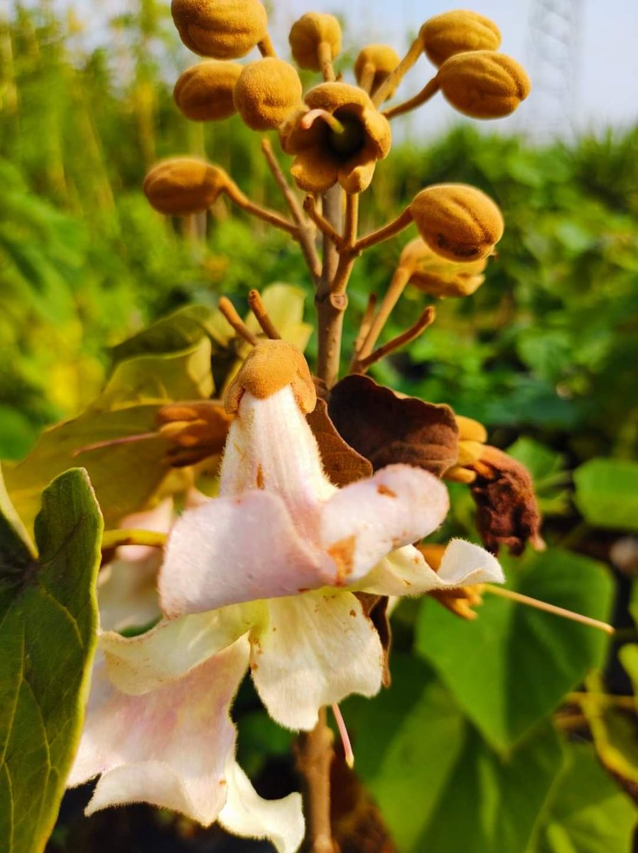 FlorVivero's tweet photo. 🔰🌸Kiri / Paulownia🌸🔰
🔰Desde maceta de 3 pulgadas , bolsa 12 litros, bolsa 20 litros y 45 litros.
📍Cuautla,Morelos
📲7351023328
#viverolaflordemorelos #viveros #vivero #kiri #paulownia #kiris #Maderable #maderables #árboles #árbol #árbolkiri #ÁrbolPaulownia #jardín #vlf https://t.co/9v49OKRBwh