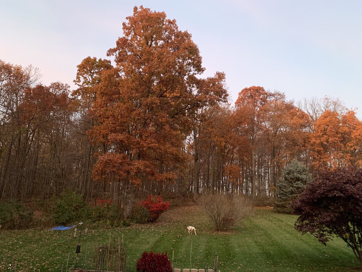 bigboypumpkin's tweet photo. (happy happy fall everyone! the best time of year) https://t.co/ER9DR6pWHH
