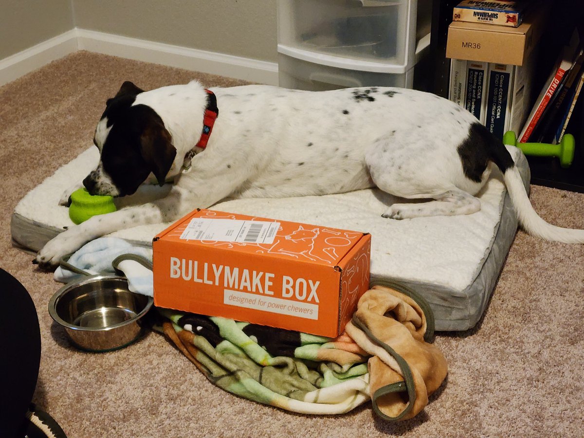 stephyboo721's tweet photo. This spoiled pupper got her first @bullymake box today! She loved her cauldron but the nylon coffin of her favorite! ❤️ #extremechewer #bullymakebox https://t.co/Zo30HIqDqS