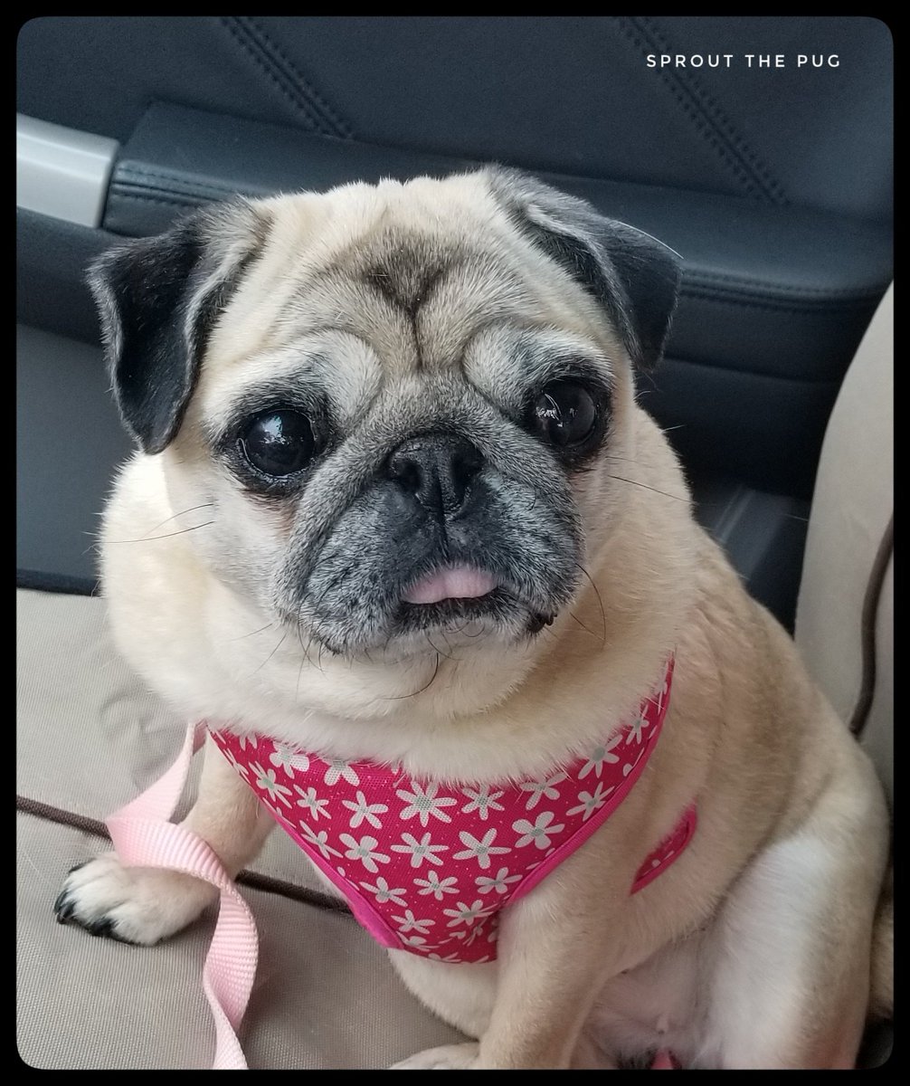 SproutThePug's tweet image. Sprout here! 

Do y&apos;all want me to send out Christmas cards this year? 🤔 📬 
If so, we&apos;re gonna start thinking of back drop ideas for our Christmas card photo shoot! 

#TellMeWhatYouThink #christmascard #puglife
