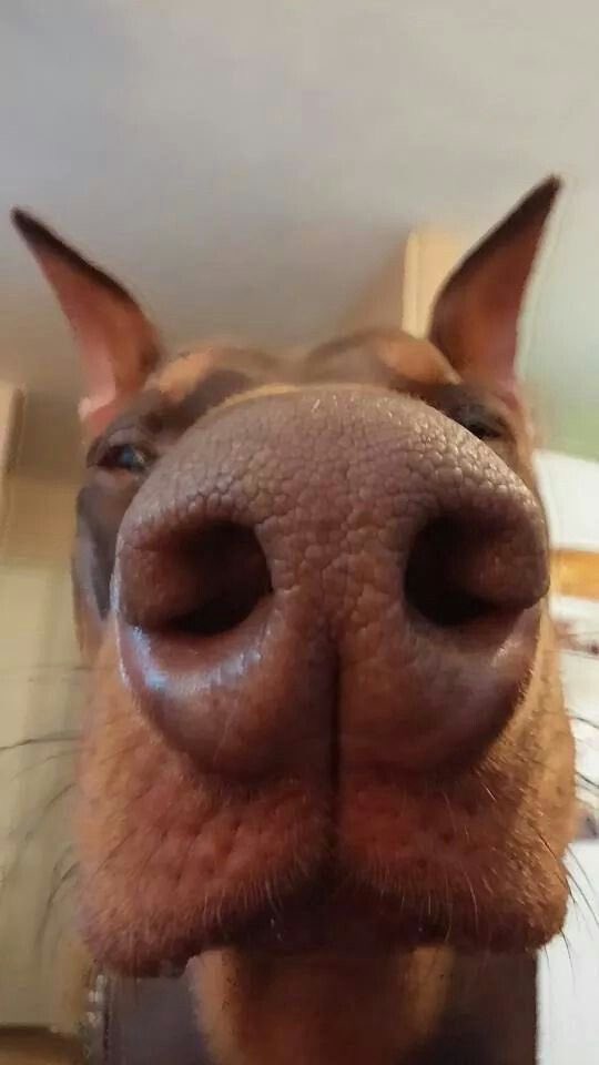 ⠀

             just wanna share my babies, good morning!

⠀