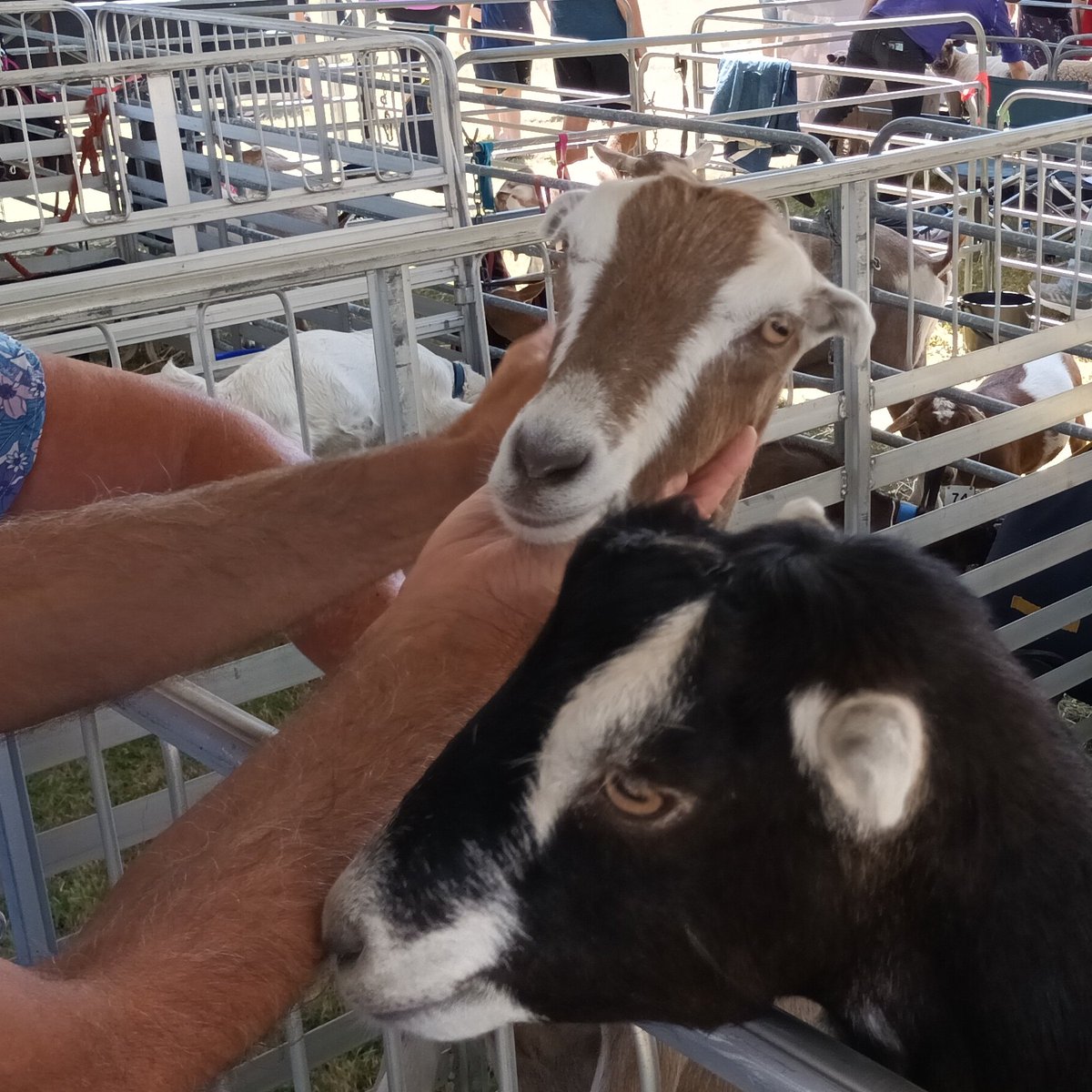 PHCC_Mick's tweet photo. 👨🌾🍎🐴🥑🐓Having a great time at the 2022 SJ Food & Farm Fest today showcasing local and regional #produce #animals and #people
Sponsored by @PeelHarveyCC
@LandcareSJ @shireofsj
#landcare @AusLandcare
#GreeningFarms #RALFlife
@DAFFgov https://t.co/jRguGhURok