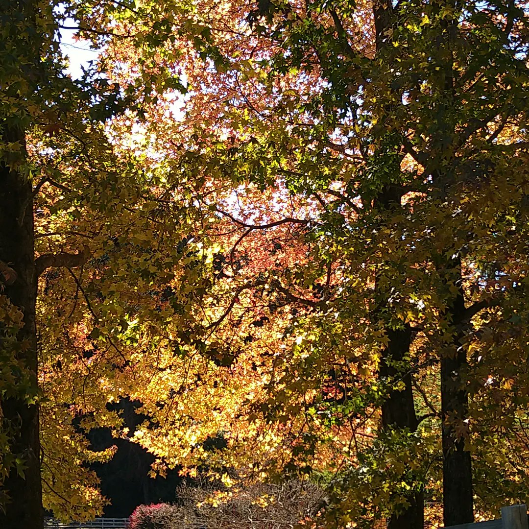 紅葉が綺麗で気持ち良い季節ですね！