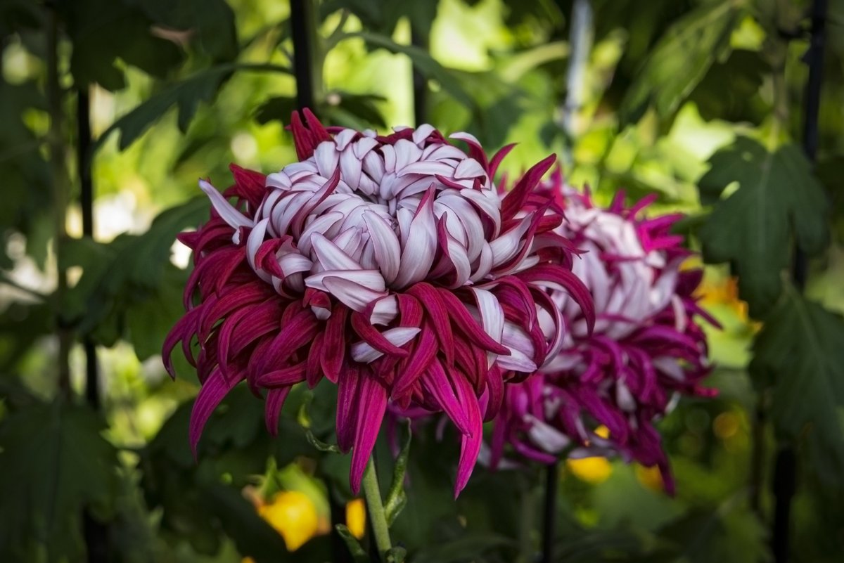 ZAKOOLISA's tweet photo. Mums. #NaturePhotography #beautiful #Flowers #flowerphotography #romance #love #gardening #flowershare #Blossom https://t.co/WxBERw64Yk