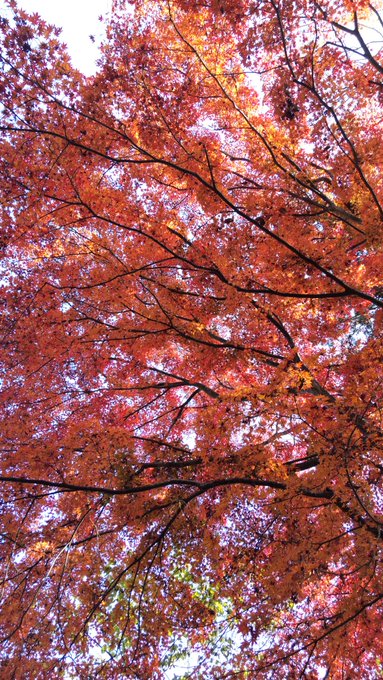 昼ごはんを食べ腹ごなしに我が家の裏の林を散歩😃
裏にあるお稲荷さんの神木的立ち位置の樹齢100年は超えていると思われる楓の木、今年はまばらに紅葉して枯れ葉になっている部分もあるけど、真下から見るとかなりキレイ🍁 