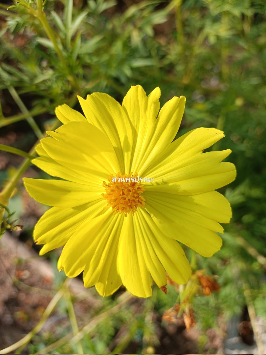 🌿NOOT🌷 tweet media