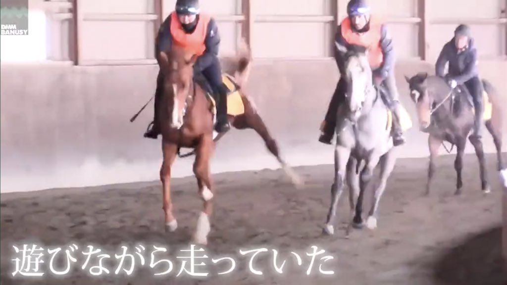 sisitouP's tweet photo. レジェンドシップくんとモルトヴェローチェくん

・新馬戦で同じ8番になる
・前売り段階では高い人気→パドックから下がる
・推奨には上がらない
・1番人気には負けるものの2着になる　

蹴り合いコンビ優秀すぎぃ！！ https://t.co/oMu681Lm8W