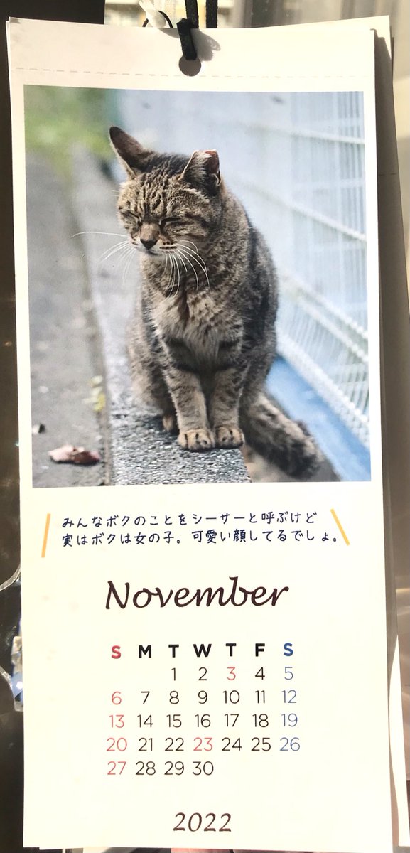 NaomiNyoi's tweet photo. 11月もよろしくお願いします🤲
しょっぱい顔のシーサー😼
生きるっていろいろあるのねー。
ニャンコの世界も人間の世界も
似たようなもの🌎
頑張ろうねシーサー😼 https://t.co/sPVoaywmN5