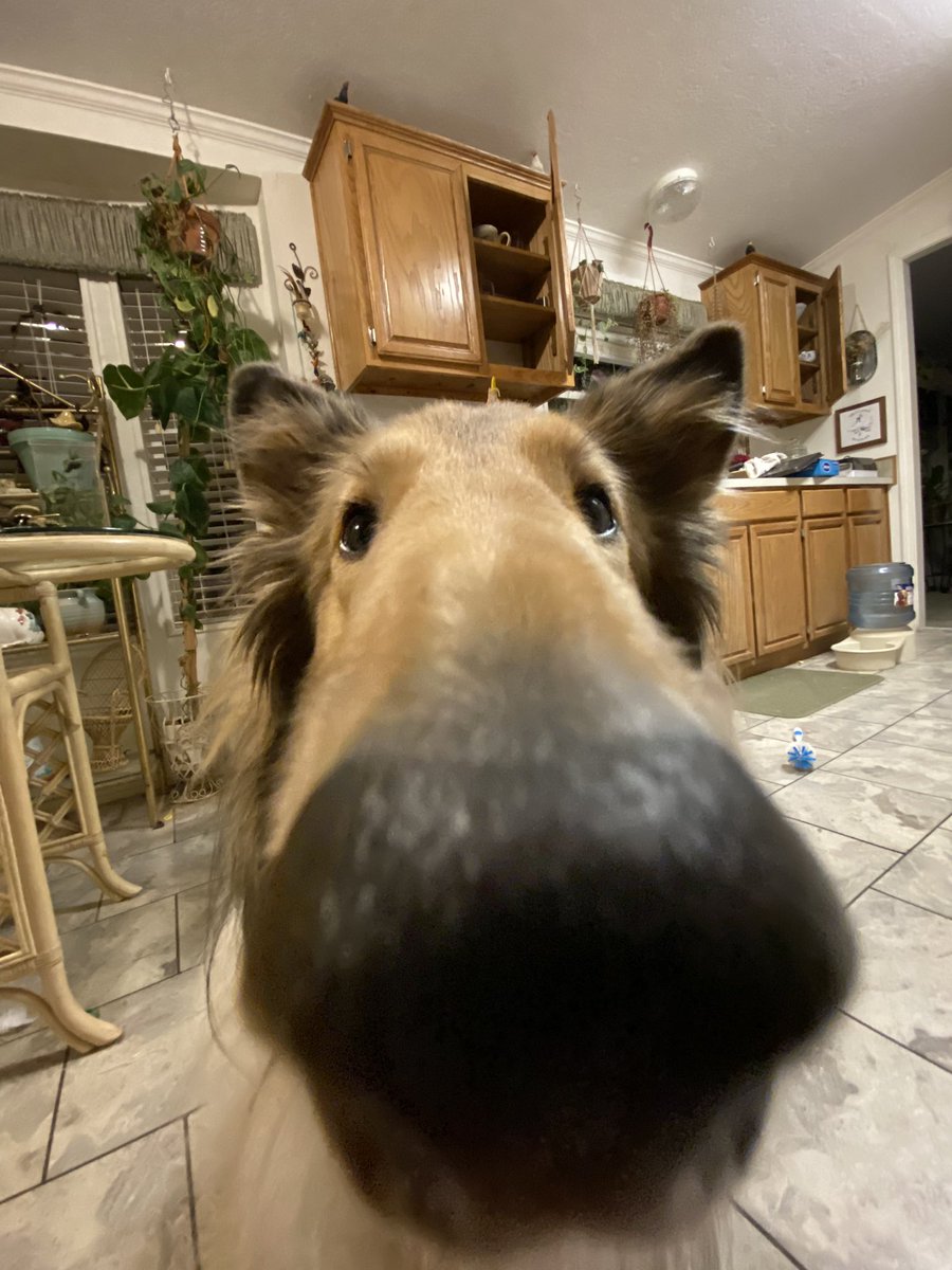 CatAleah tweet media