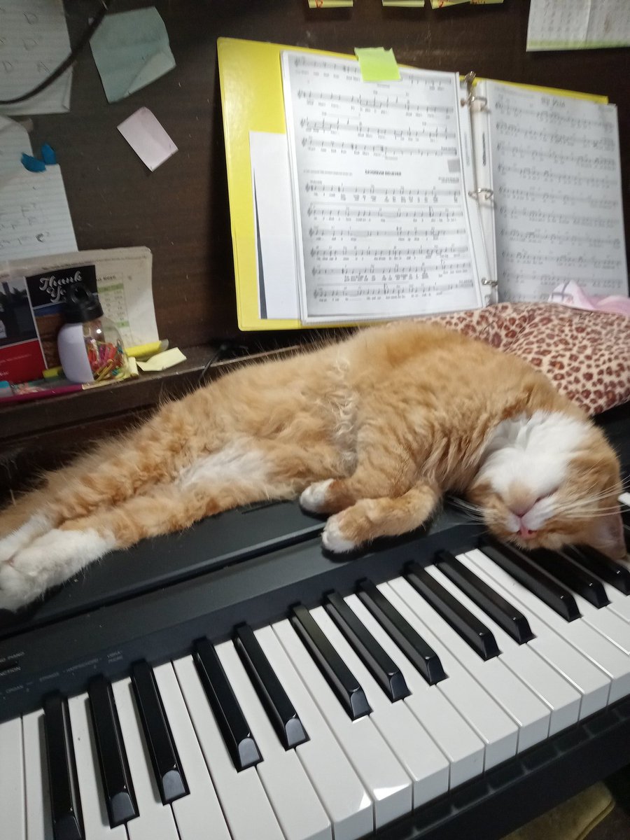 su_z_t's tweet image. #Caturday we voted #demforce