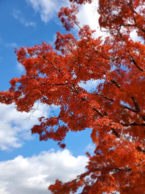 白糸の滝とか紅葉祭りは見逃したけど楽しかった～!だいぶ地球を感じてリフレッシュした帰って働きます!!!! 