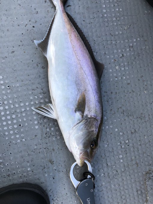 あぁ いきなりカンパチ釣れるなにこれェ 