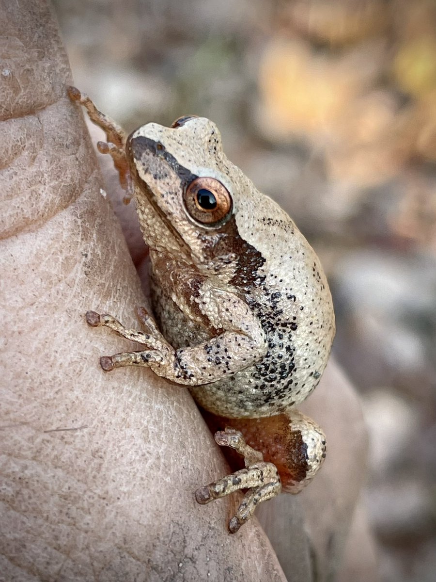 OurFoxHaven's tweet image. This little spring peeper was out today in  the glade by the orchard. We often hear these but rarely see them. #springpeeper #amphibian #canadianwildlife