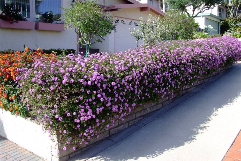 GardenIbrahim's tweet photo. في حديقة بيتك او استراحتك 
في الأماكن الضيقة وللمنحدرات البسيطة وجوانب الممرات ولتغطية ارضيات او في اصص  
ازرع ( اللانتانا الزاحفه ) 
Lantana reptans

نبات مزهر جميل يرتفع قرابة نصف متر متحملاً ظروفنا المناخية الحارة 
انتظم في ريه وقلم نمواته الزائدة وسمده عضوي في الشتاء https://t.co/u4KFViHmSH