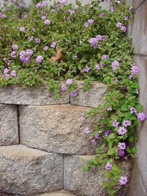 GardenIbrahim's tweet photo. في حديقة بيتك او استراحتك 
في الأماكن الضيقة وللمنحدرات البسيطة وجوانب الممرات ولتغطية ارضيات او في اصص  
ازرع ( اللانتانا الزاحفه ) 
Lantana reptans

نبات مزهر جميل يرتفع قرابة نصف متر متحملاً ظروفنا المناخية الحارة 
انتظم في ريه وقلم نمواته الزائدة وسمده عضوي في الشتاء https://t.co/u4KFViHmSH