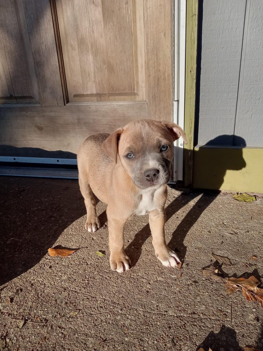 Y’all look at my new baby🥰🥰 gonna pick him up after the weekend