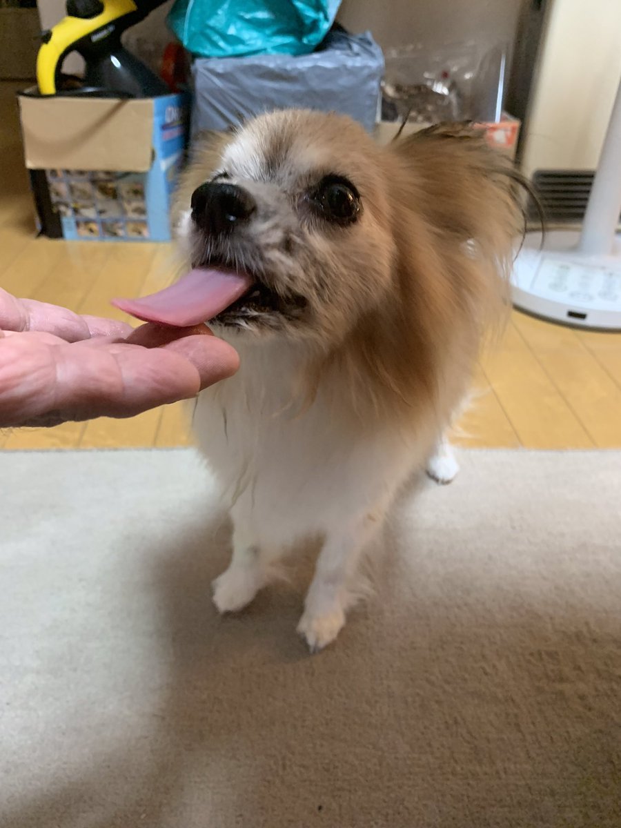 asukaze97's tweet photo. 近付けたら綺麗にペロペロ舐めとり最後は舌ベローンでおかわりの要求をされました!(笑)
これはイモ好きなワンコには堪らない商品が出て来ましたね!o(^-^)o
ニャンコのニャン”チュール“ならぬ
ワンコのスィートポテト“ワンデーズ”!
ネーミングも面白いですね♪
#ブンセン
#Wanday‘s
#ワンデーズ https://t.co/FIz58aNsFm