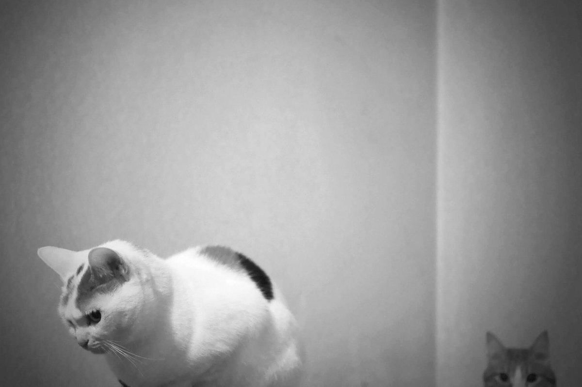 pekomo (@pm_kirua) on Twitter photo 