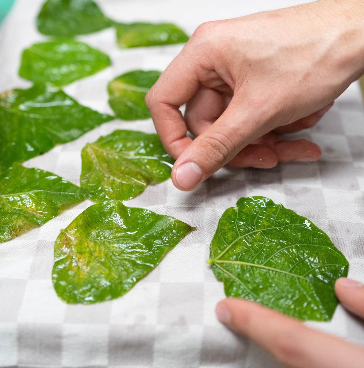 RestaurantOne's tweet image. Bladeren van de plant van de klimspinazie. Deze gebruiken we in het kingfish gerecht om de wittebonencrème in te rollen. 🍀💡