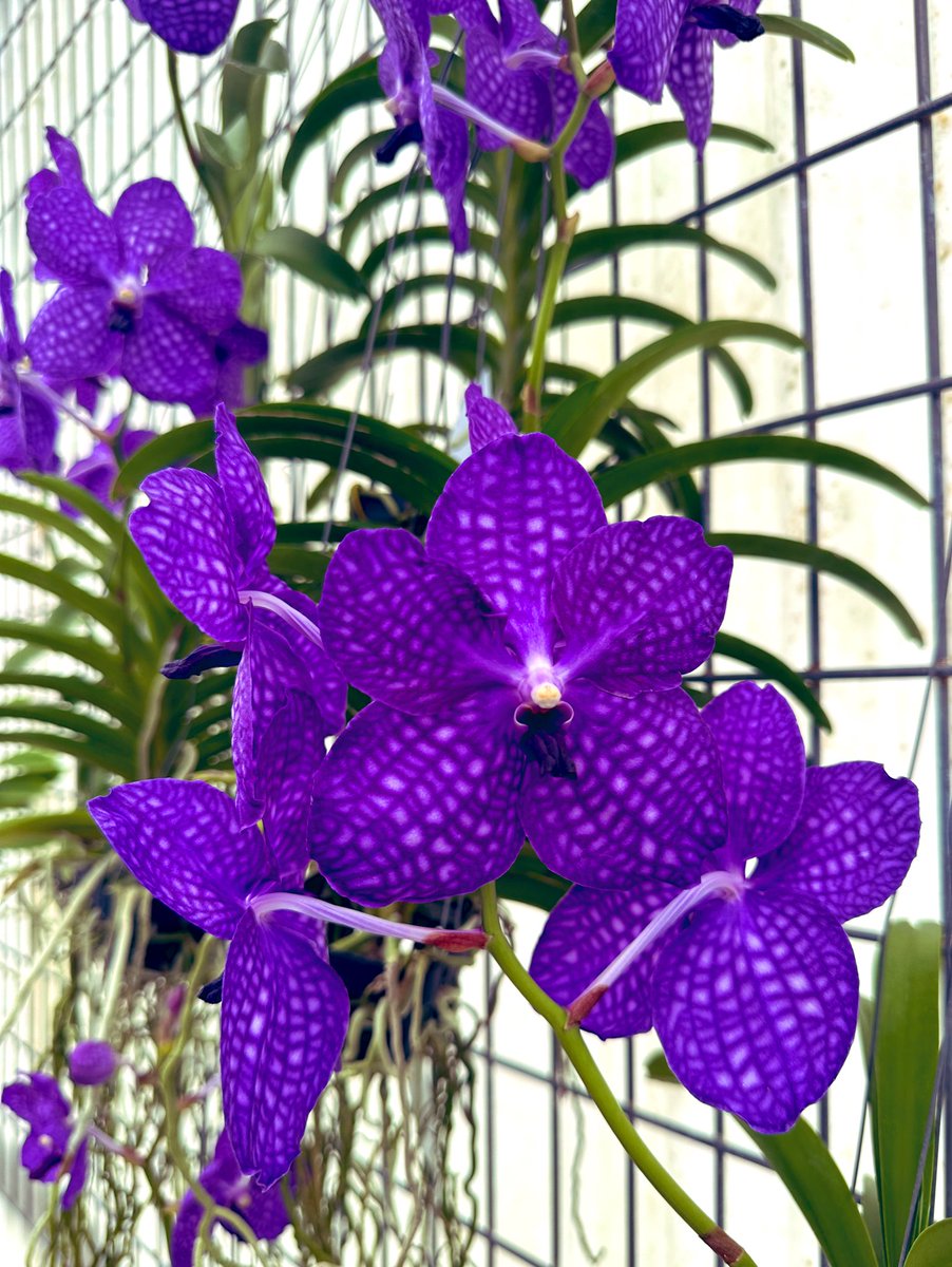 FLPlantEmporium's tweet photo. #orchid #planttwitter #houseplants #plants #plantsinside https://t.co/owiKpONIh2