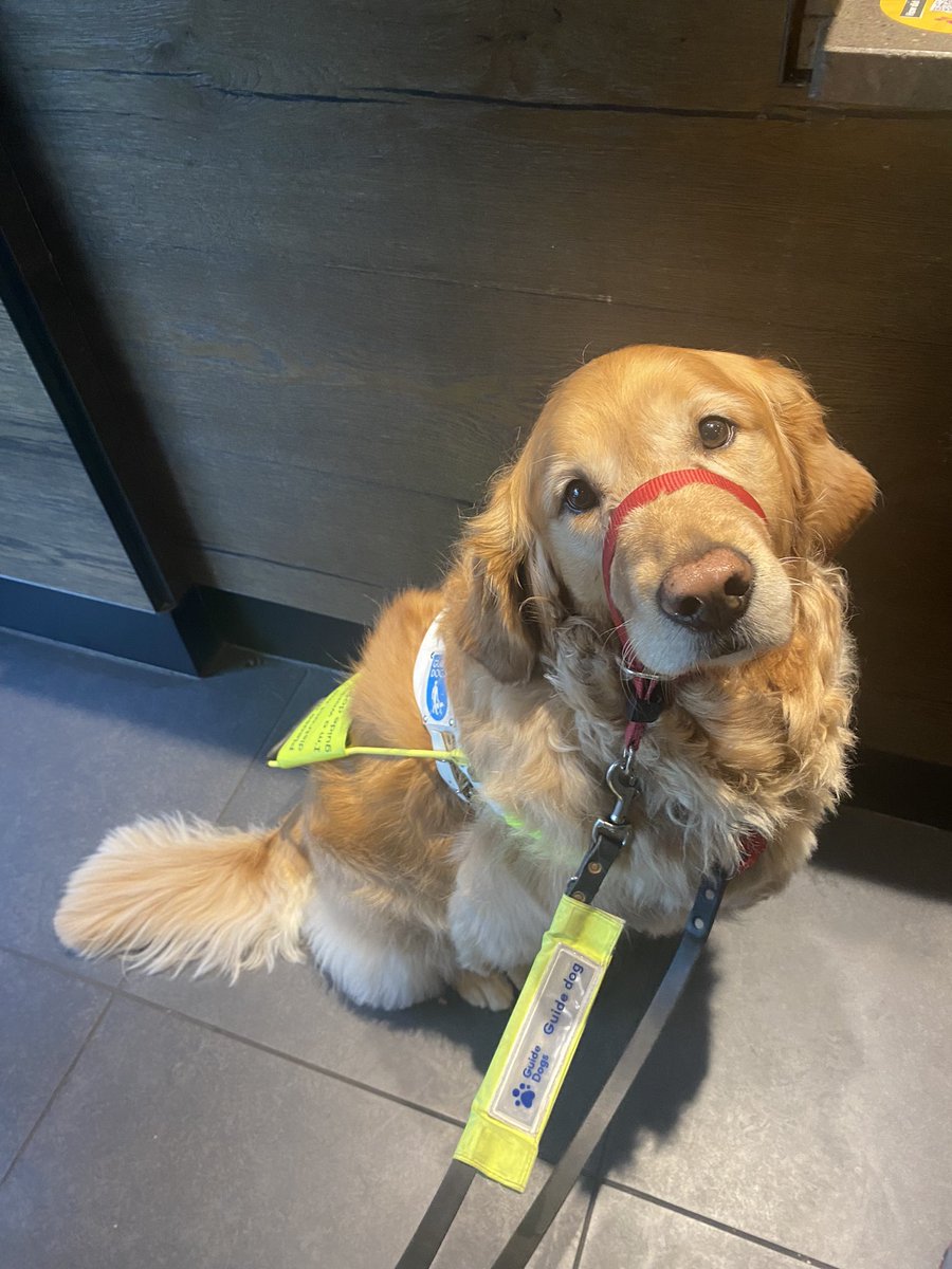 AngieBeatDown's tweet image. In a very busy @StarbucksUK a woman at the till just yelled at me for “you can’t have you dog in here” he’s a guide dog in harness. Train your staff. It was embarrassing