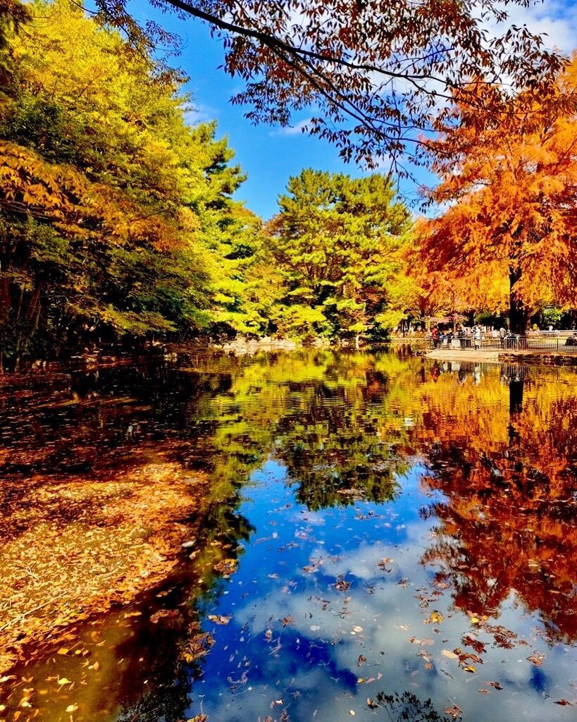 takuji_ichikawa's tweet image. autumn colors!
#autumncolors🍁 #autumnleaves🍂 #pondreflection #waterreflection