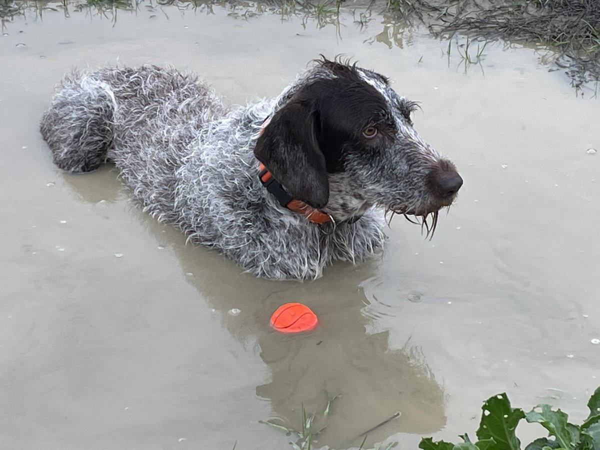 HayhurstBoo's tweet photo. Might as well use the muddy puddle rather than the sea ๐ #cool #cooldown #ball #wetdog #happy #adventure #outdoors #puddle #puddlemonster #hippo #dog #dogsofinstagram #goodmorning #hello #saturday #dogsoftwitter https://t.co/OlH998qRtG