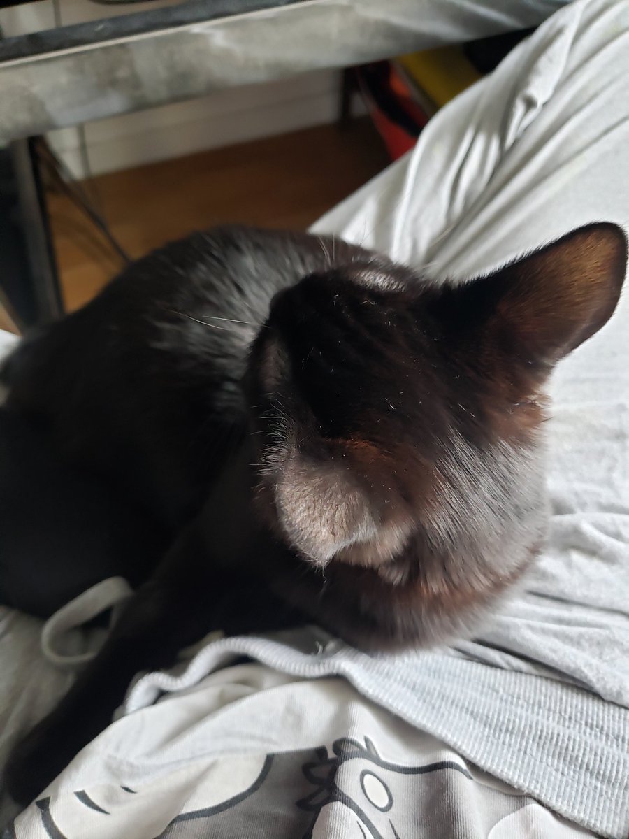 Shinju on Twitter "RT Pichukulele Pourquoi mon chat noir a des reflets roux"