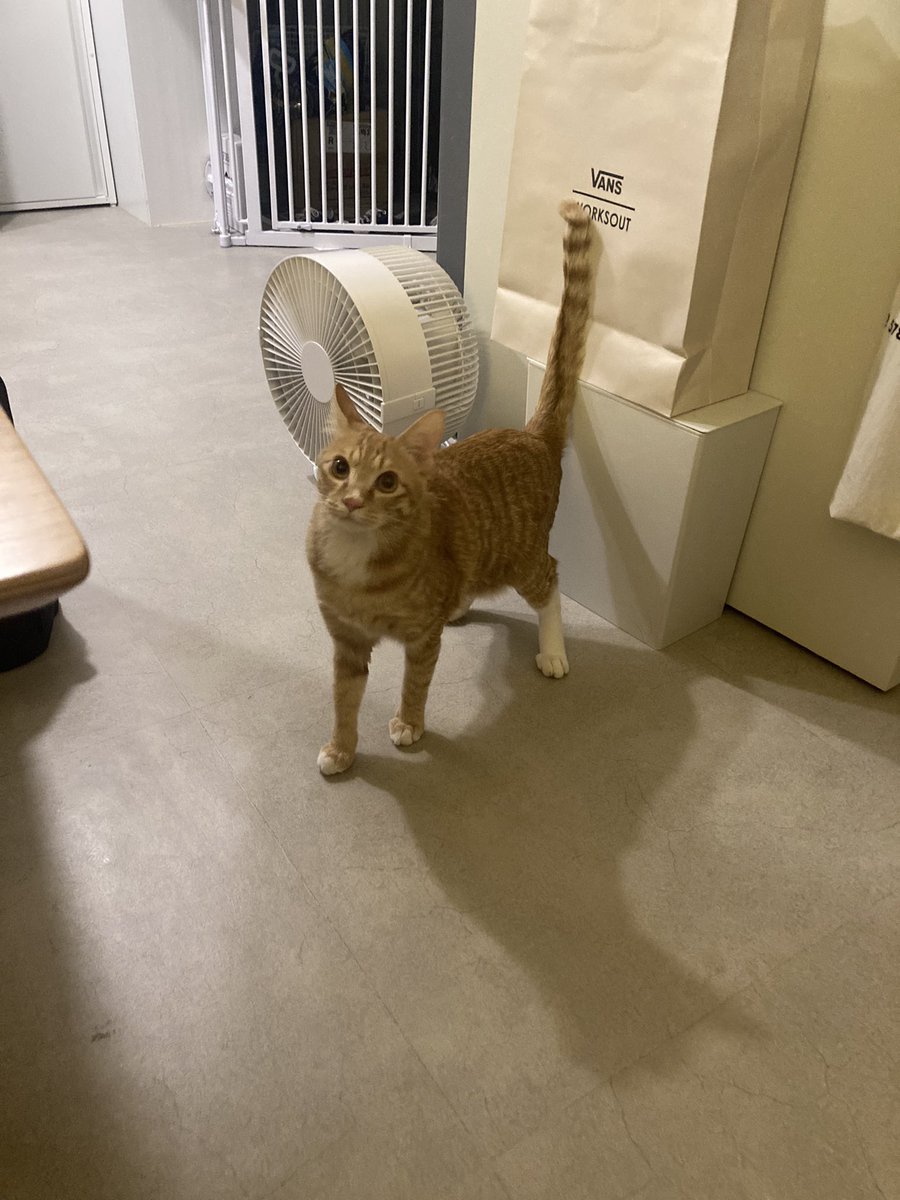 진짜 포켓몬 아니냐고;;;