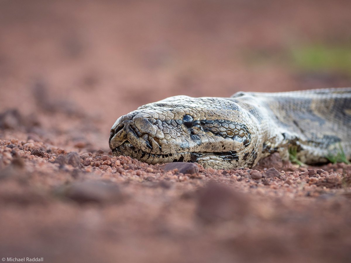 africageo's tweet photo. 📷 Up close and personal with an African rock python. Welgevonden Game Reserve, South Africa. © Michael Raddall (Photographer of the Year 2021 entry)

#wildlifephotos #wildphoto #wildlife_shots #wildlifephotography #photography #photographer #naturephotography https://t.co/vuEoX4w9wc