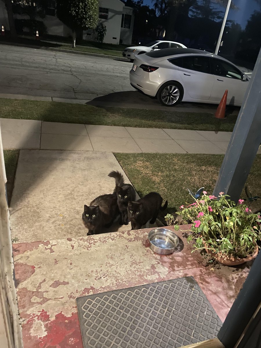 Michael's Cat tweet media