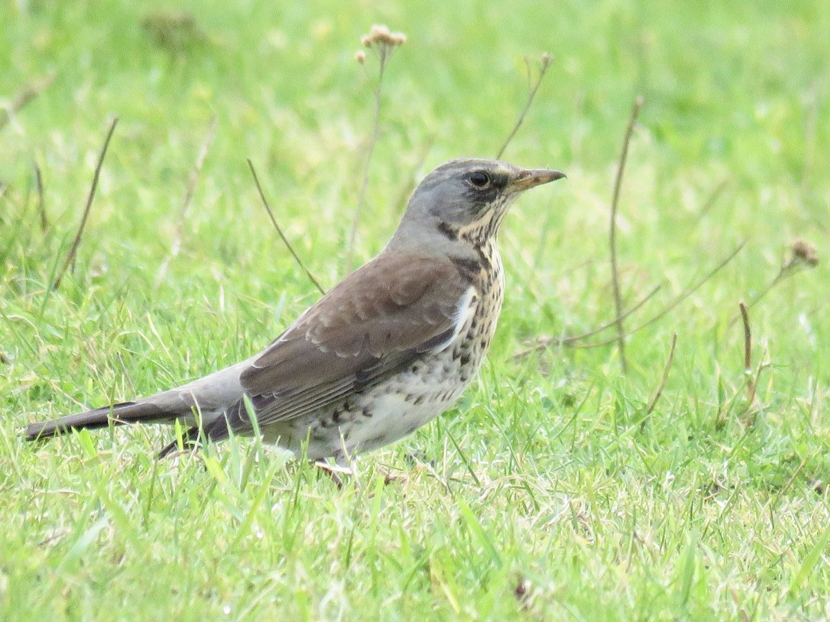 Always so pleased to welcome back Fieldfare for the winter but so sad to hear they are a species not doing very well and are placed on the UK Birds of Conservation Concern Red List. We need to protect our green spaces: rspb.org.uk/birds-and-wild…