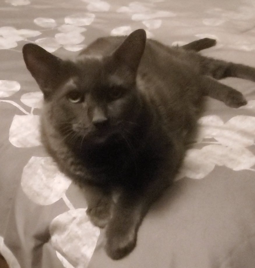 Rachelsmom07's tweet photo. @kedi_sofa My baby used a litter box faithfully for 17 years, but when the arthritis got bad  only 1 fluffy mat was comfy for her. Cleaned daily, replaced monthly - it got us 2 more precious years with her. You 💩💩 where it's good for you, Kedi darling! Your Mom is just relieved you CAN ❤ https://t.co/8xuW2gOyYL