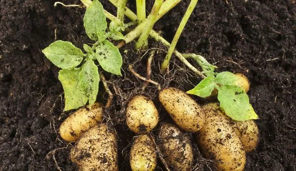 Bonjour!
Nous découvrirons aujourd'hui l'origine de ce tubercule qui est «la pomme de terre», puis développerons ses bienfaits dans l'organisme de l'homme.
Cliquez sur le bouton ALT a l'image pour entrer dans le but du sujet.