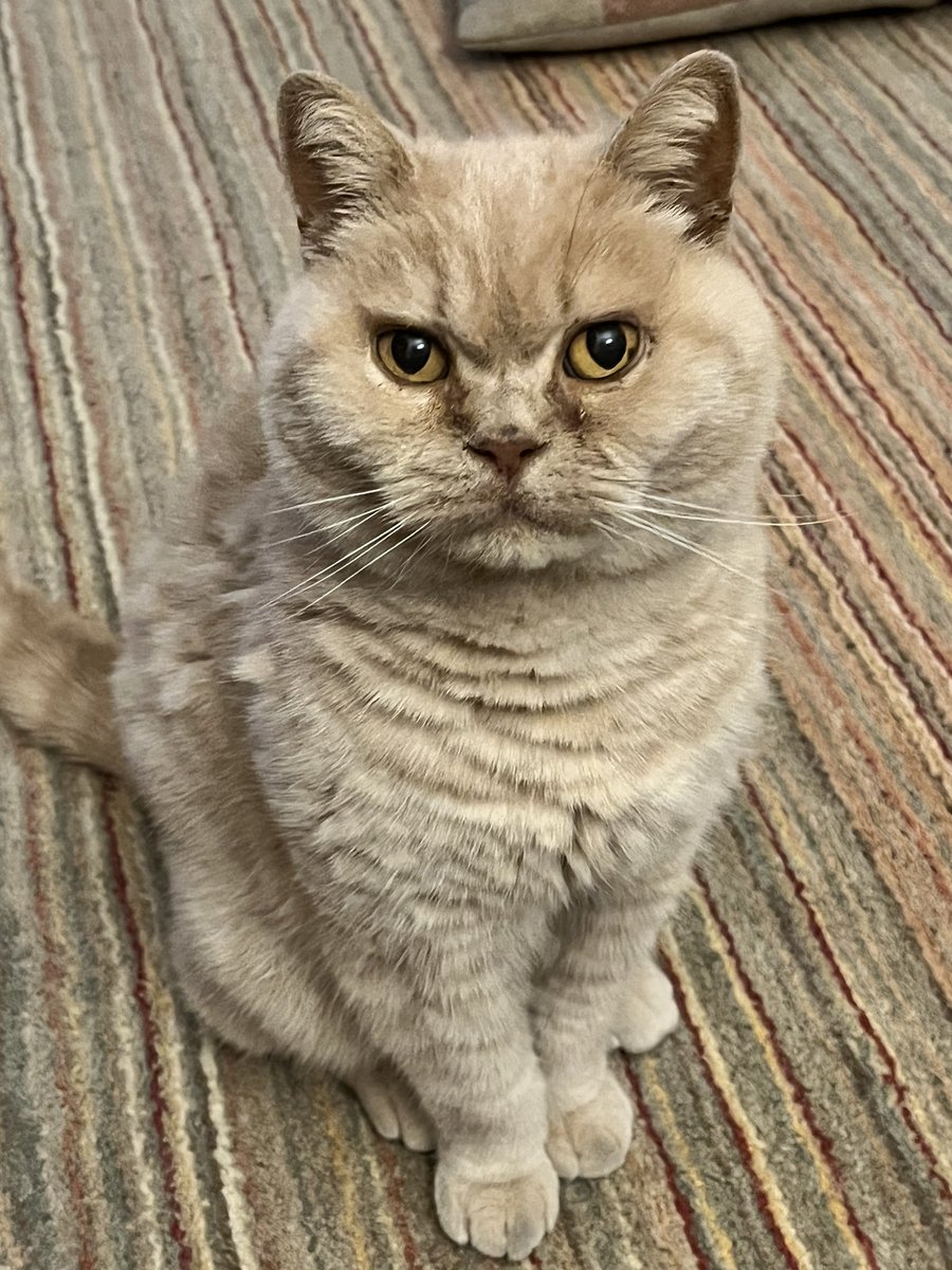 GrowlyMeowly's tweet photo. Had to say goodbye to this handsome fellow last week 💔 #Caturday https://t.co/WWjxb0Q4oS