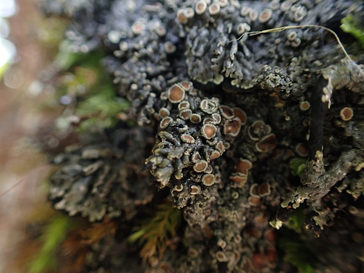 exciting Crepidomanes minutum growing on a mat of a Pannaria sp. lichen, which are together growing on ʻōhiʻa lehua in Maui! A fantastic little microhabitat for this small filmy friend. #fernfriday #lichens #fernsonlichens