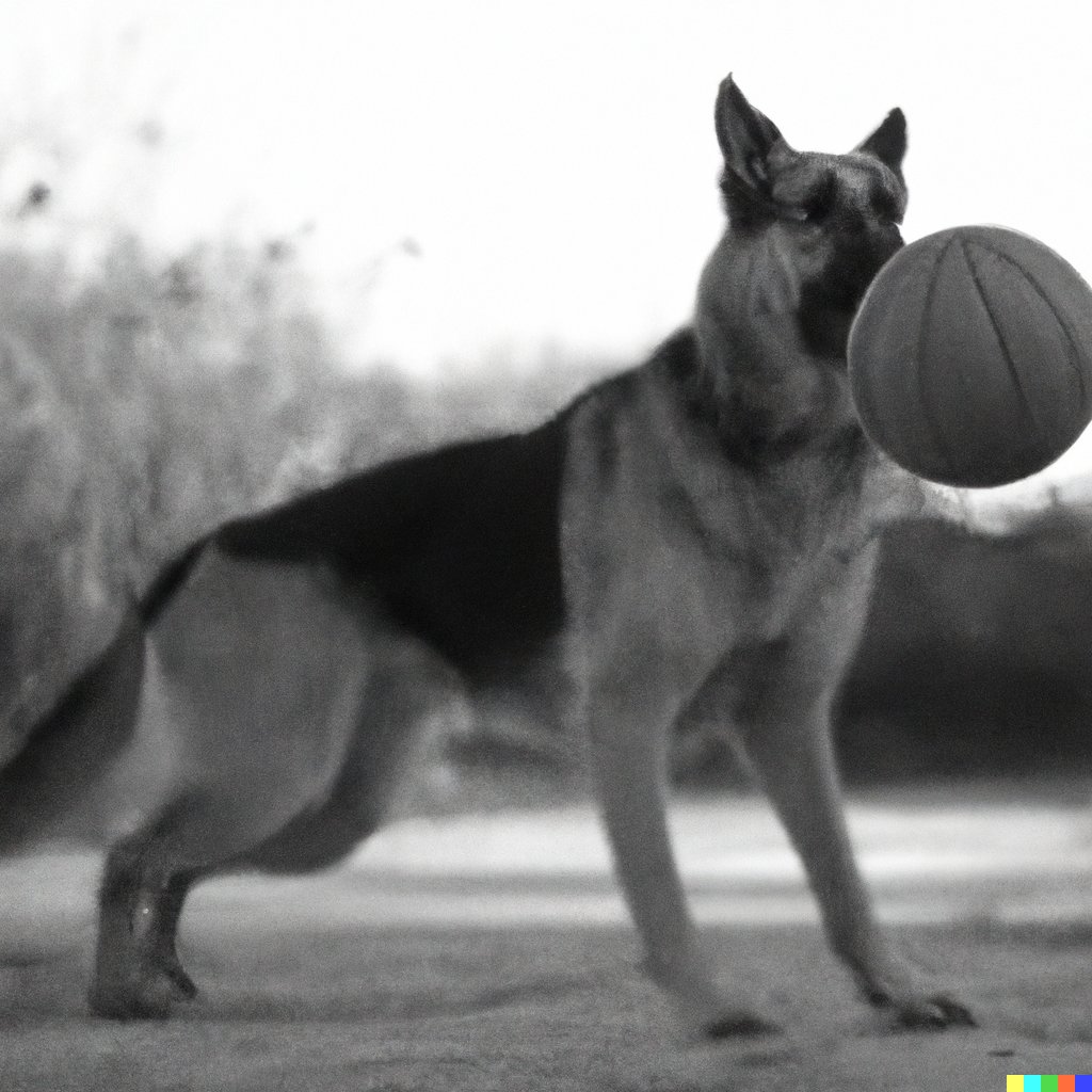 DrogoJi's tweet photo. I love playing !! #GermanShepherd #cute #Doge https://t.co/J0ApTKpWt8