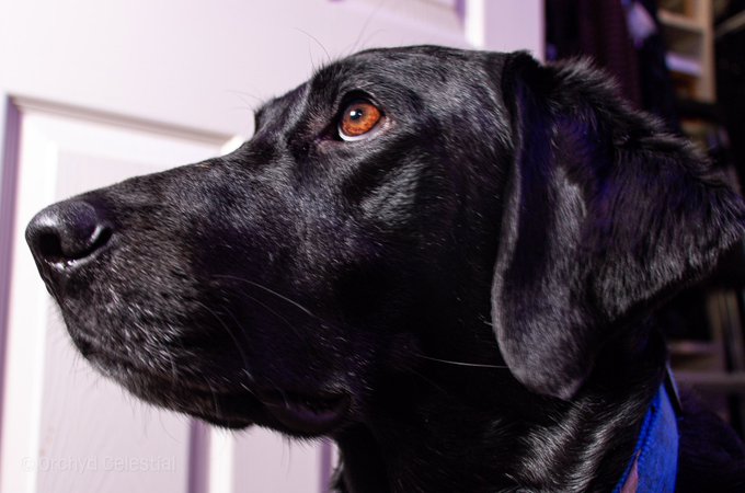 This is Magic. He is one of 4 hellspawn creatures residing with us. He appears to us as a lovable black<a href="/tag/headboardropebondageart"class="tags"><span>#headboardropebondageart</span></a>