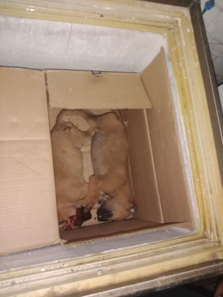 nikitha_iyer's tweet photo. 6 sleeping pups run over by Innova KA34M7549 yday at 11:20pm. 2 spot dead, 1injured, 3 escaped. The vehicle driver didnt pay heed to me shouting to stop or stopped vehicle. @DgpKarnataka @AHVS_Karnataka @CMofKarnataka @AddlCPTraffic @peta @pfaindia @navneet_AWCS @Shivend43336617 https://t.co/DcX9Ikzyib