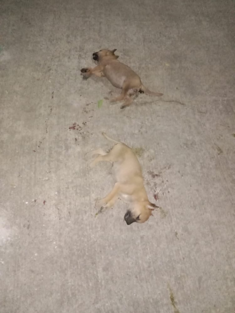 nikitha_iyer's tweet photo. 6 sleeping pups run over by Innova KA34M7549 yday at 11:20pm. 2 spot dead, 1injured, 3 escaped. The vehicle driver didnt pay heed to me shouting to stop or stopped vehicle. @DgpKarnataka @AHVS_Karnataka @CMofKarnataka @AddlCPTraffic @peta @pfaindia @navneet_AWCS @Shivend43336617 https://t.co/DcX9Ikzyib