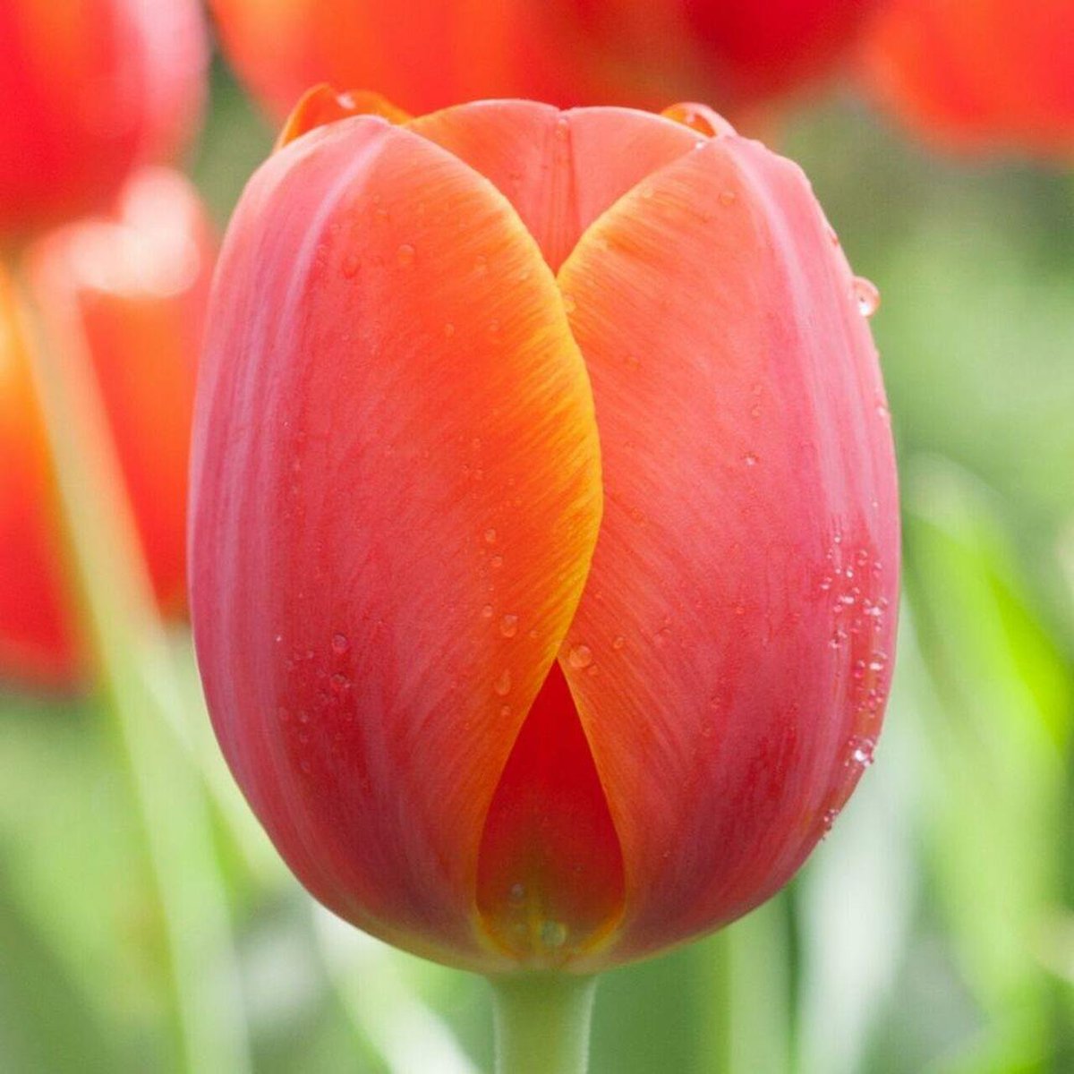 boricha55's tweet photo. @VesselinaTP https://t.co/vI2pgesvLC