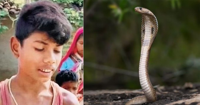 15 Year Old Boy Is Alive Even After Being Bitten By A Cobra