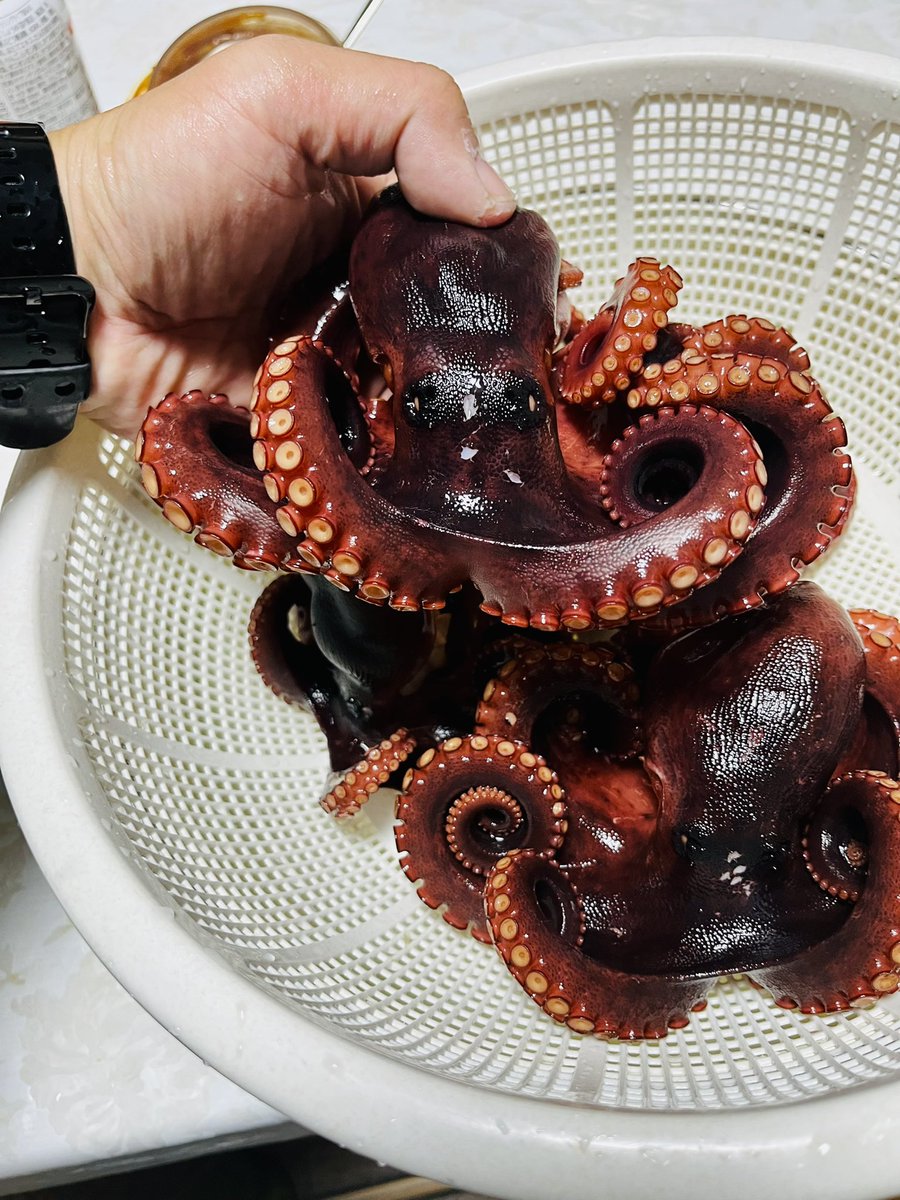 ChitoseZ1Kai's tweet photo. 初のタコ釣りへ🐙4匹なんとか坊主はまぬがれましたw https://t.co/paRU2hscZh