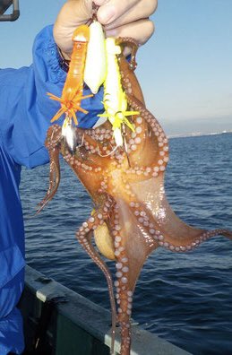 ChitoseZ1Kai's tweet photo. 初のタコ釣りへ🐙4匹なんとか坊主はまぬがれましたw https://t.co/paRU2hscZh