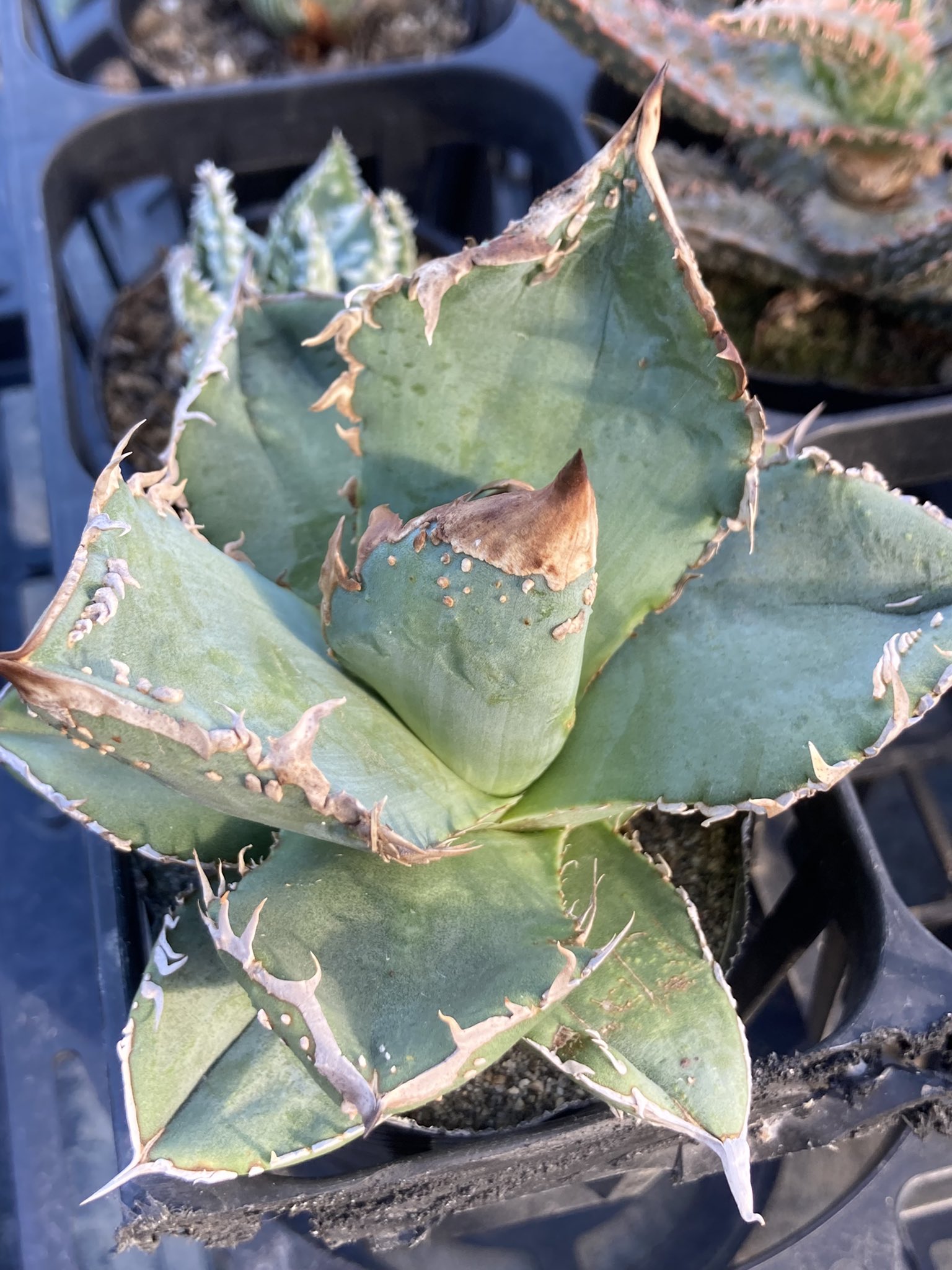 オテロイ実生　選抜　ロウルサンコ産 Yahoo!オークション -「ロウルサンコ 実生」の落札相場・落札価格