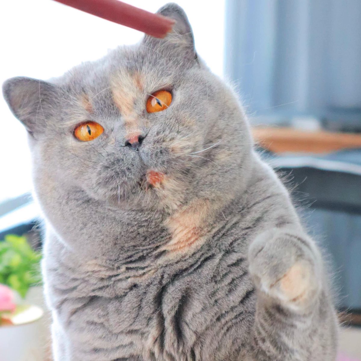 wattia_'s tweet photo. La piccola grande famiglia dei british #2871🐻

#britishshorthair #cats #CatsOfTwitter #CatsOnTwitter #catstagram #CatsLover #animali #gatti #CuteAnimals #cat #animals #kittens #5novembre #gatti #cutecats #catsofig #catsofinstagram #catsofworld https://t.co/tBuRJdI4Ak