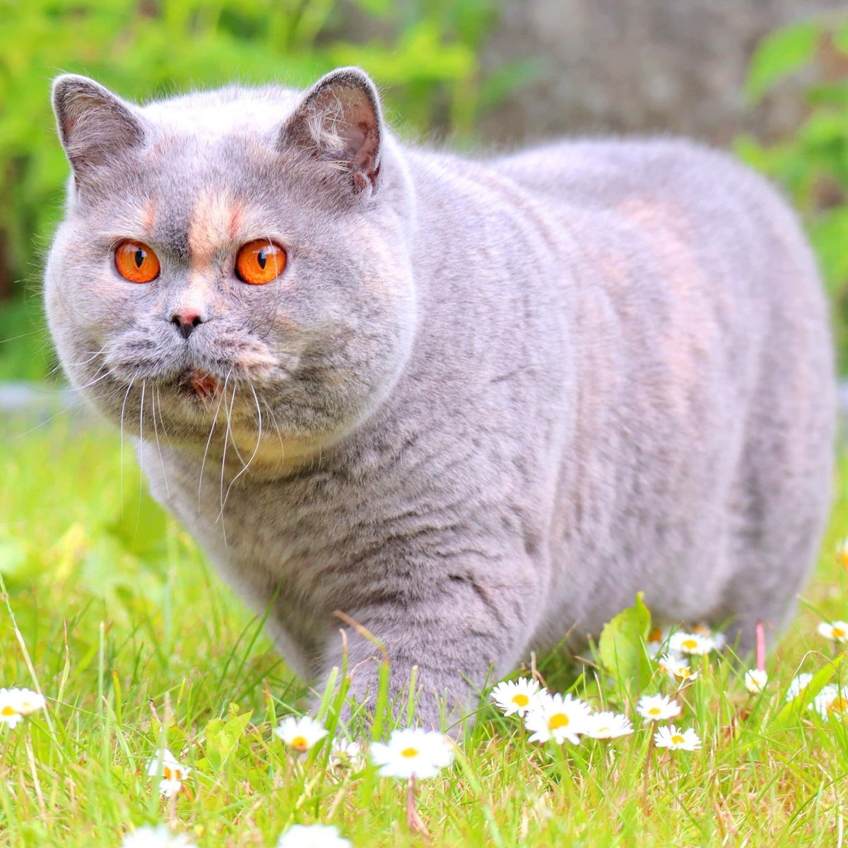 wattia_'s tweet photo. La piccola grande famiglia dei british #2871🐻

#britishshorthair #cats #CatsOfTwitter #CatsOnTwitter #catstagram #CatsLover #animali #gatti #CuteAnimals #cat #animals #kittens #5novembre #gatti #cutecats #catsofig #catsofinstagram #catsofworld https://t.co/tBuRJdI4Ak
